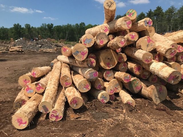 Ash wood logs