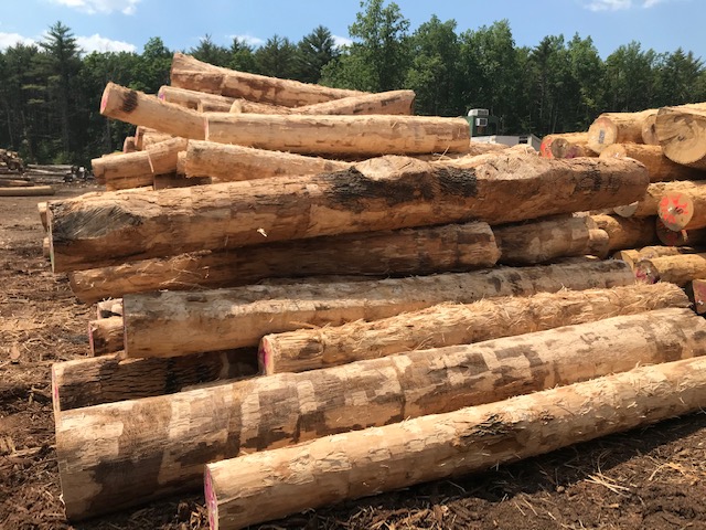 Ash wood logs
