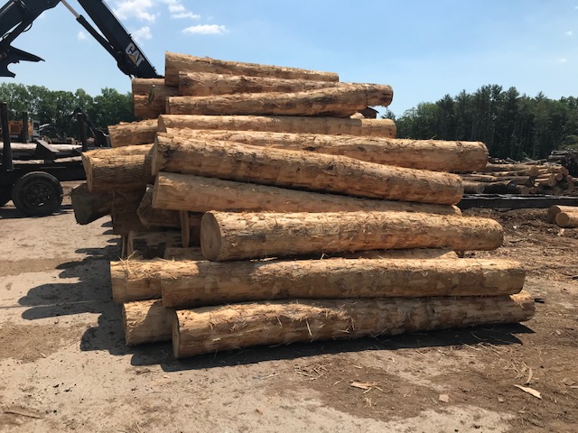 Ash wood logs
